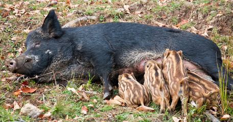 Wild Pig Feeding Her Piglets