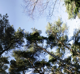  lickey hills
