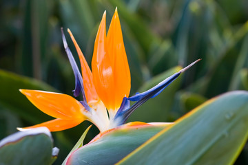 Obraz premium Bird of paradise