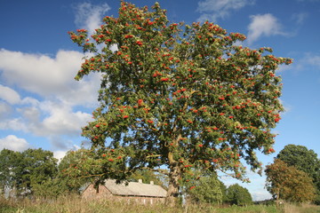 Mellow ash-tree berries