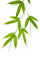 Obraz premium bamboo- leaves
