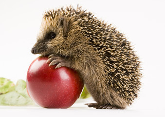 Hedgehog