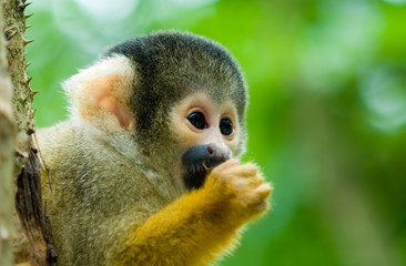 Naklejka na ściany i meble cute małpa wiewiórki