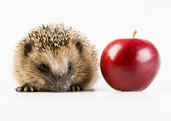 Hedgehog & Apple