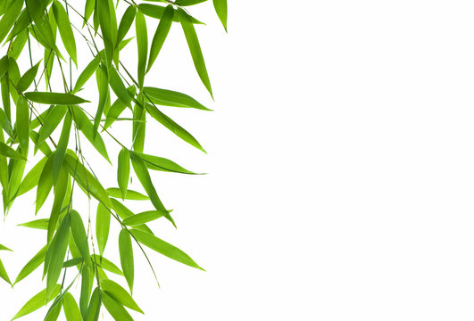 border of bamboo- leaves