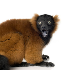 Red Ruffed Lemur