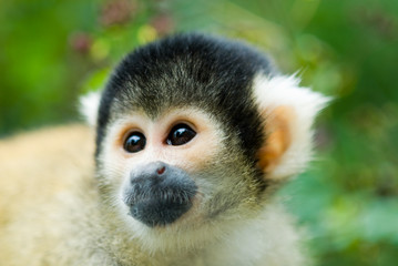 cute squirrel monkey