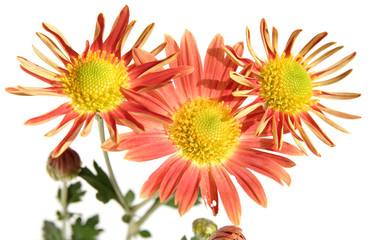 spray orange chrysanthemum, isolated on white