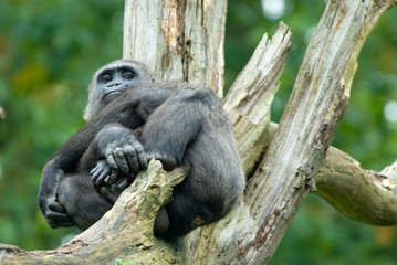Naklejka premium gorilla in tree