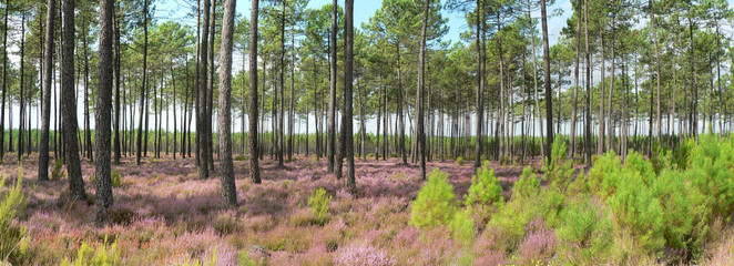 Obraz premium Heather w rozkwicie pod lasem Landes
