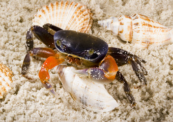 Crazy crab