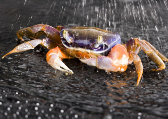 Crab in the rain