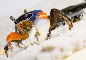Crab on the sand