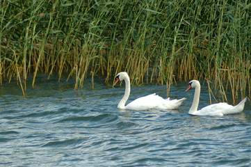 Obraz premium swan couple