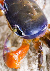 Crab