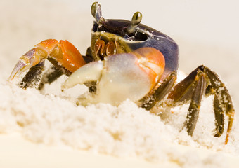Crab on the sand