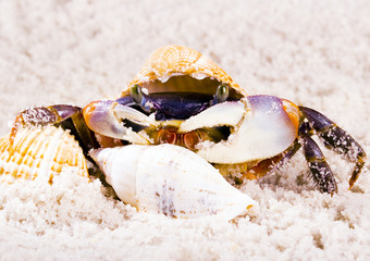 Crab on the sand