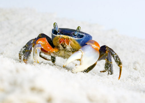 Crab on the sand