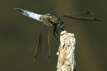 großer Blaupfeil (Orthetrum cancellatum)