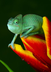 Fototapeta premium Reptile