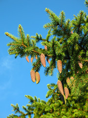 branch fir