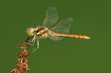 gemeine Heidelibelle (Sympetrum vulgatum)