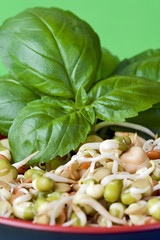 Delicious sprouts and fresh basil