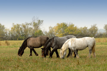Obraz na płótnie Canvas grupa ciężkich koni
