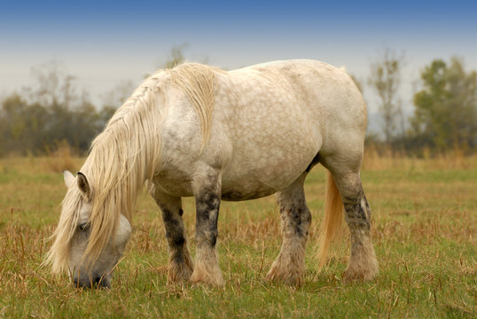 cheval percheron