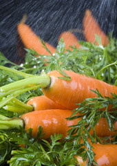 Obraz na płótnie Canvas Carrots in the rain