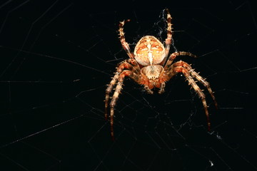 Spinne I