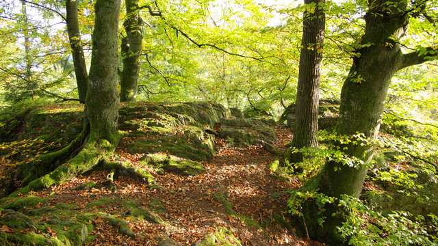 Herbstwald