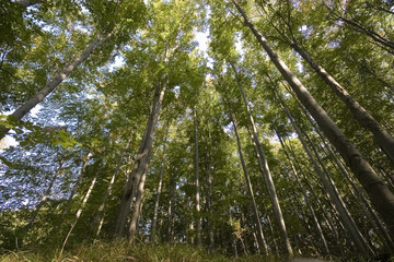 Obraz premium Forest