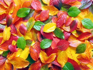 Fototapeta na wymiar Kolorowe jesienne liście ziemi