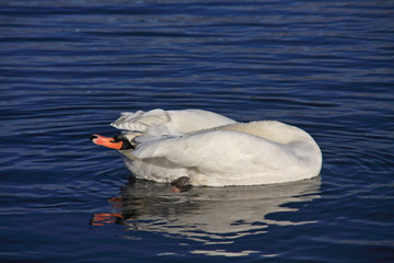 Swan Preening