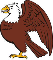 Amercian bald eagle