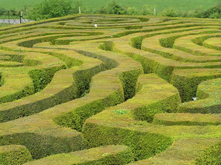 Hedge Maze