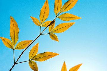Fototapeta na wymiar Golden leaves