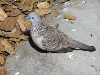 Blue Eyed Pigeon