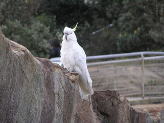 Cockatoo on the Rocks