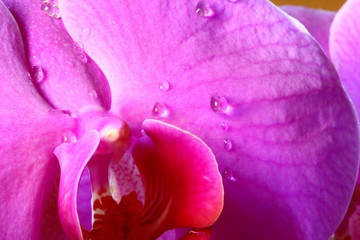 raindrops on orchid