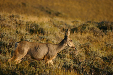 Doe Deer And Twins