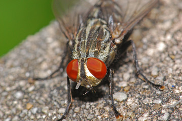 big housefly in the gardens