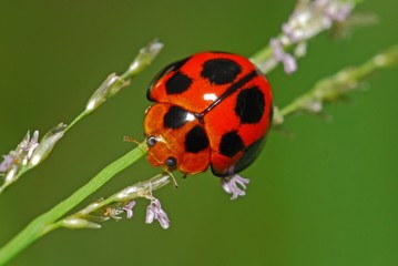 Colorful ladybird in the gardens