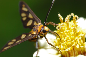 bee and flowers in the gardens