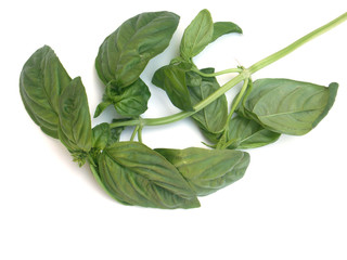 branche de basilic
