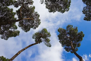 Foto op Plexiglas sky among top of  pine trees in Rome , Italy © Denis Babenko