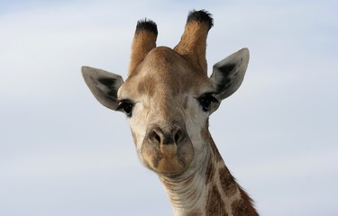 Fototapeta premium Portrait of a giraffe