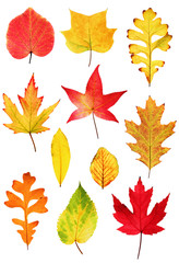 Fall leaves collection