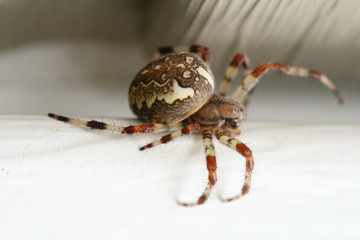 spider